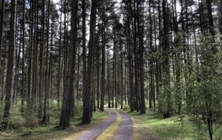 Image of a road through a forest of Douglas-fir