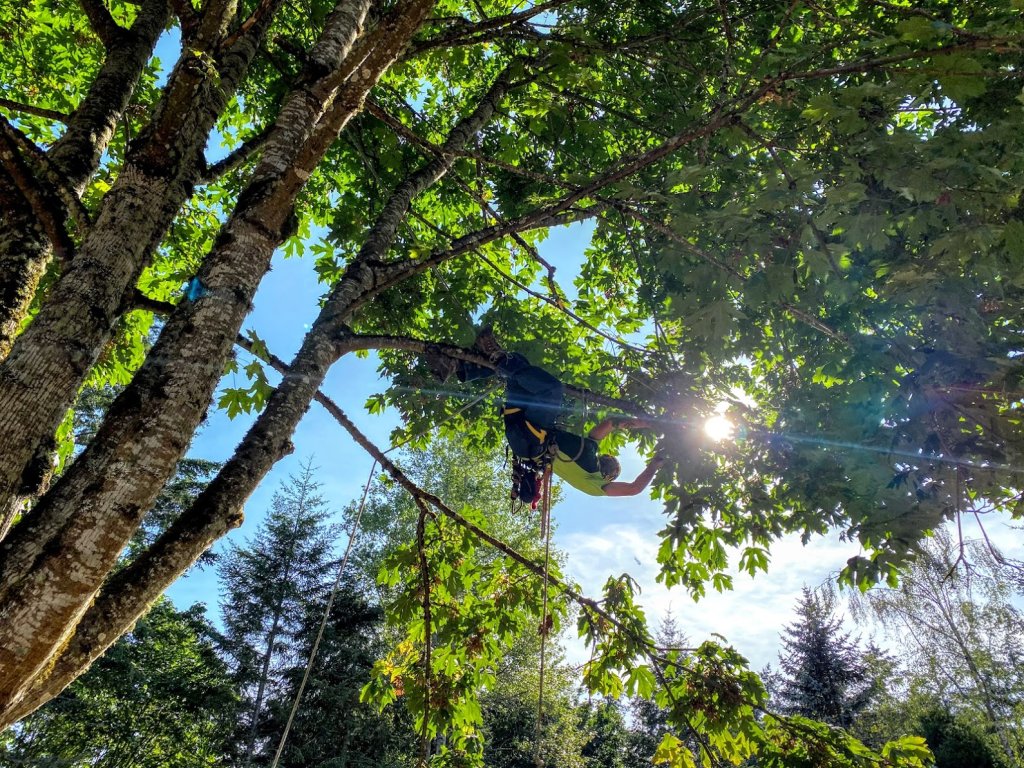 An image of a tree climber hanging from the branch of a bigleaf maple tree and using a pruning saw to trim the branch 