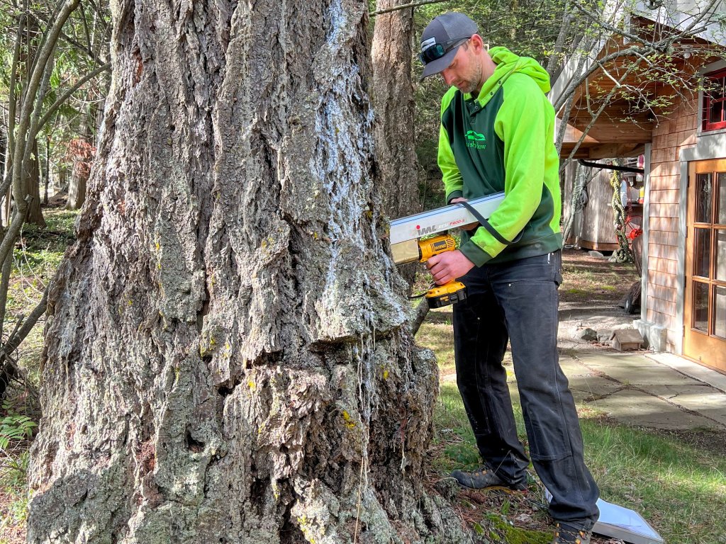 An arborist uses a resistograph resistance drill on a very large, old Douglas-fir tree